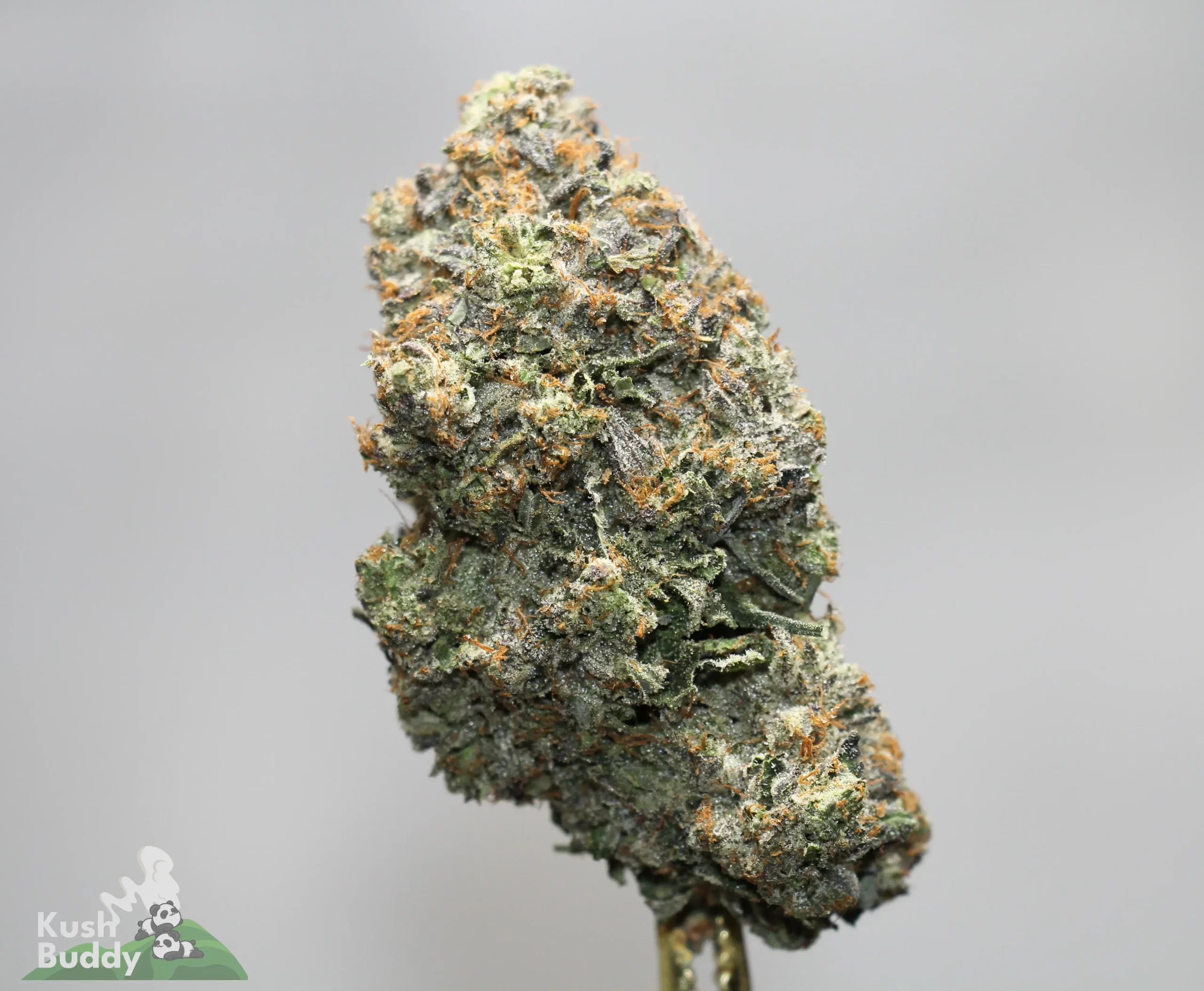 Close-up of a frosty cannabis bud with dense trichomes and orange pistils against a neutral background.