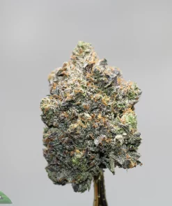 Close-up of a frosty cannabis bud with green leaves and orange pistils against a neutral gray background, highlighting trichomes and resin.