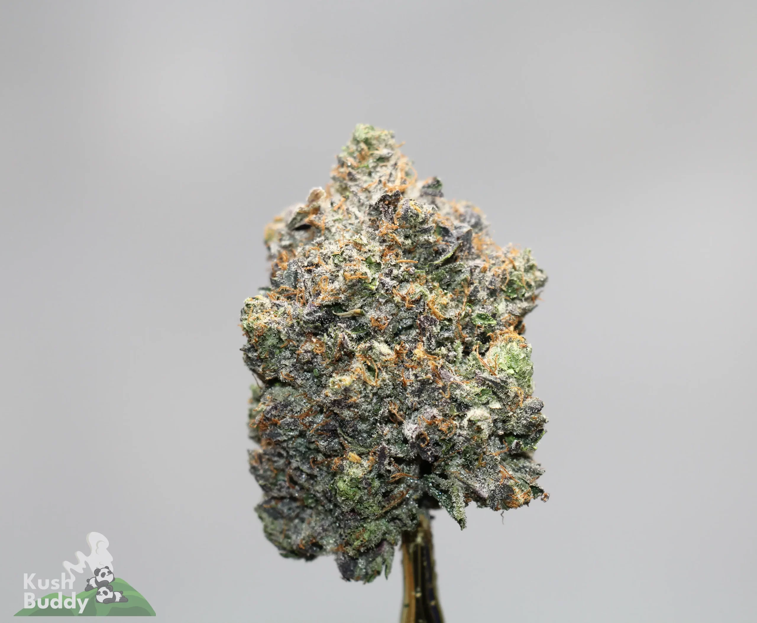 Close-up of a frosty cannabis bud with green leaves and orange pistils against a neutral gray background, highlighting trichomes and resin.