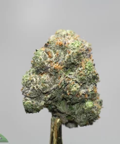 Close-up of a frosty cannabis bud with green hues, orange pistils, and white trichomes against a gray background.