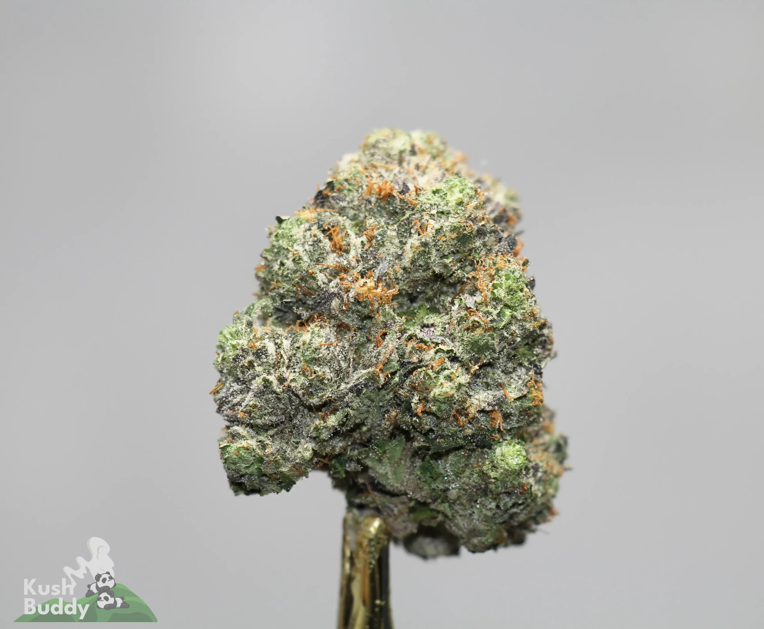 Close-up of a frosty cannabis bud with green hues, orange pistils, and white trichomes against a gray background.