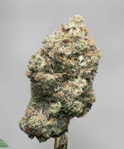 Close-up of a frosty cannabis bud with orange hairs, against a neutral gray background; watermark 'Kush Buddy' bottom-left.