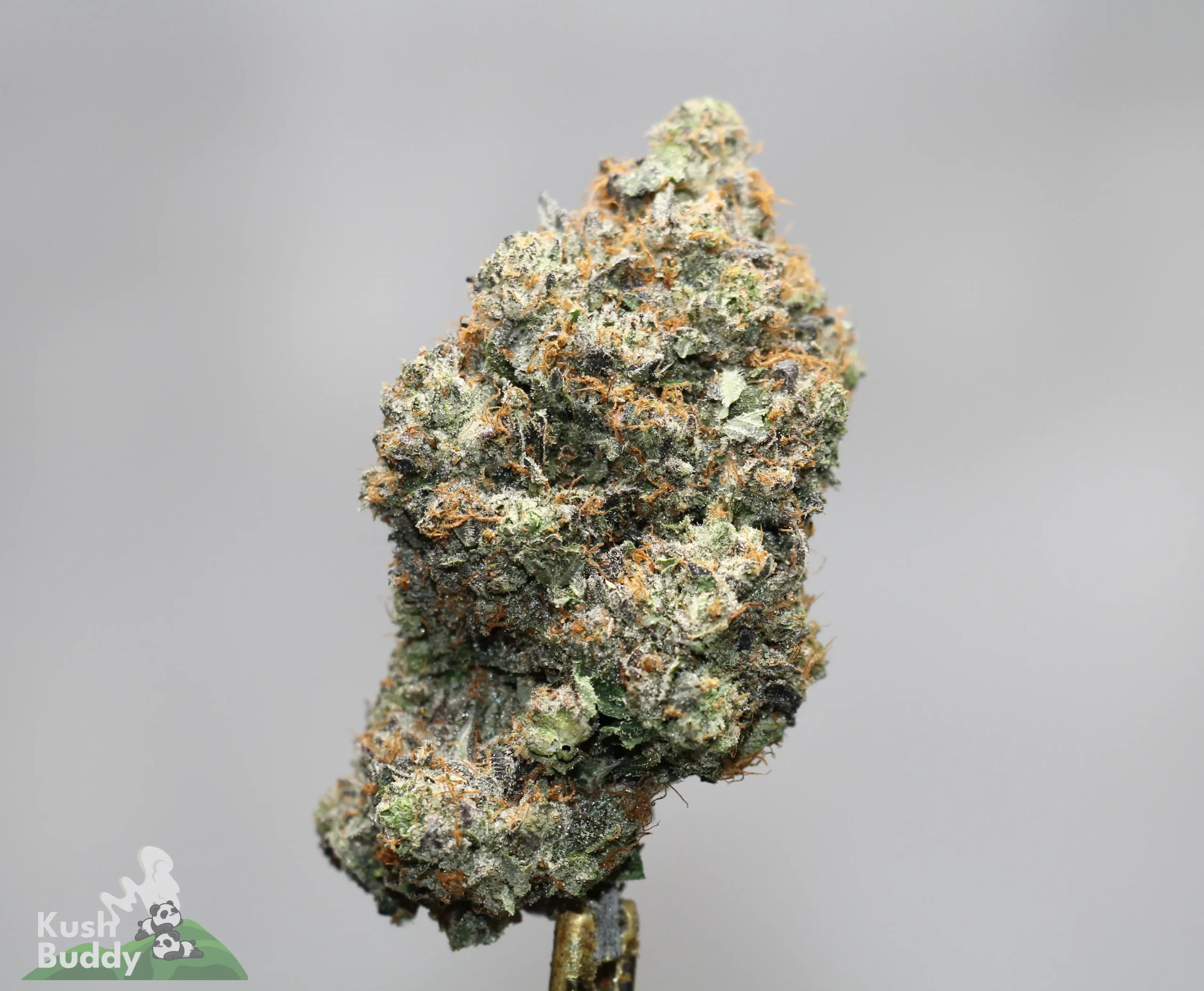 Close-up of a frosty cannabis bud with orange hairs, against a neutral gray background; watermark 'Kush Buddy' bottom-left.