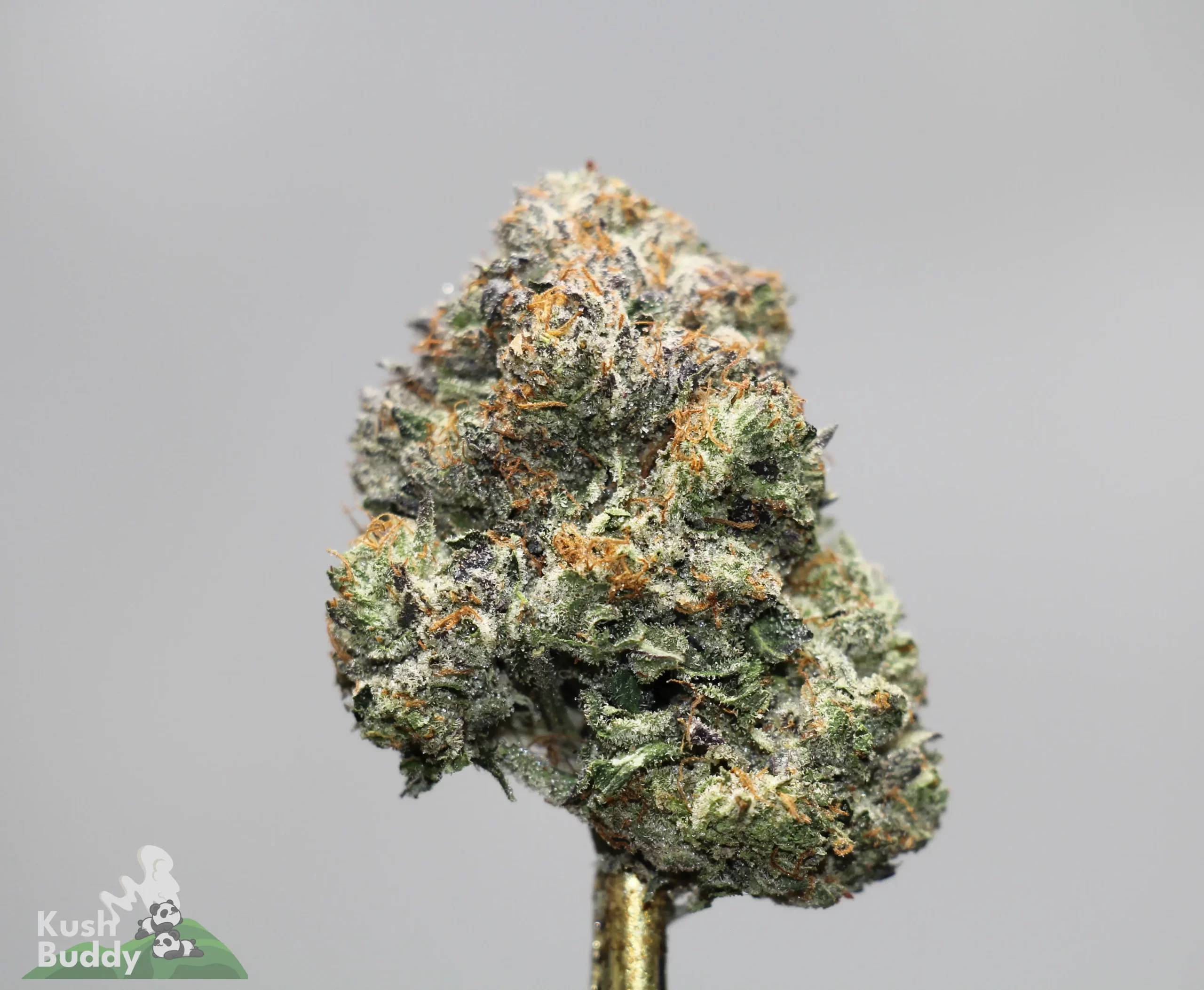 Close-up of a frosty cannabis bud with green leaves and orange hairs, logo visible in the bottom-left corner.