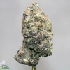 Close-up of a frosty cannabis bud with orange pistils against a gray background. Watermark reads 'Kush Buddy' in the corner.