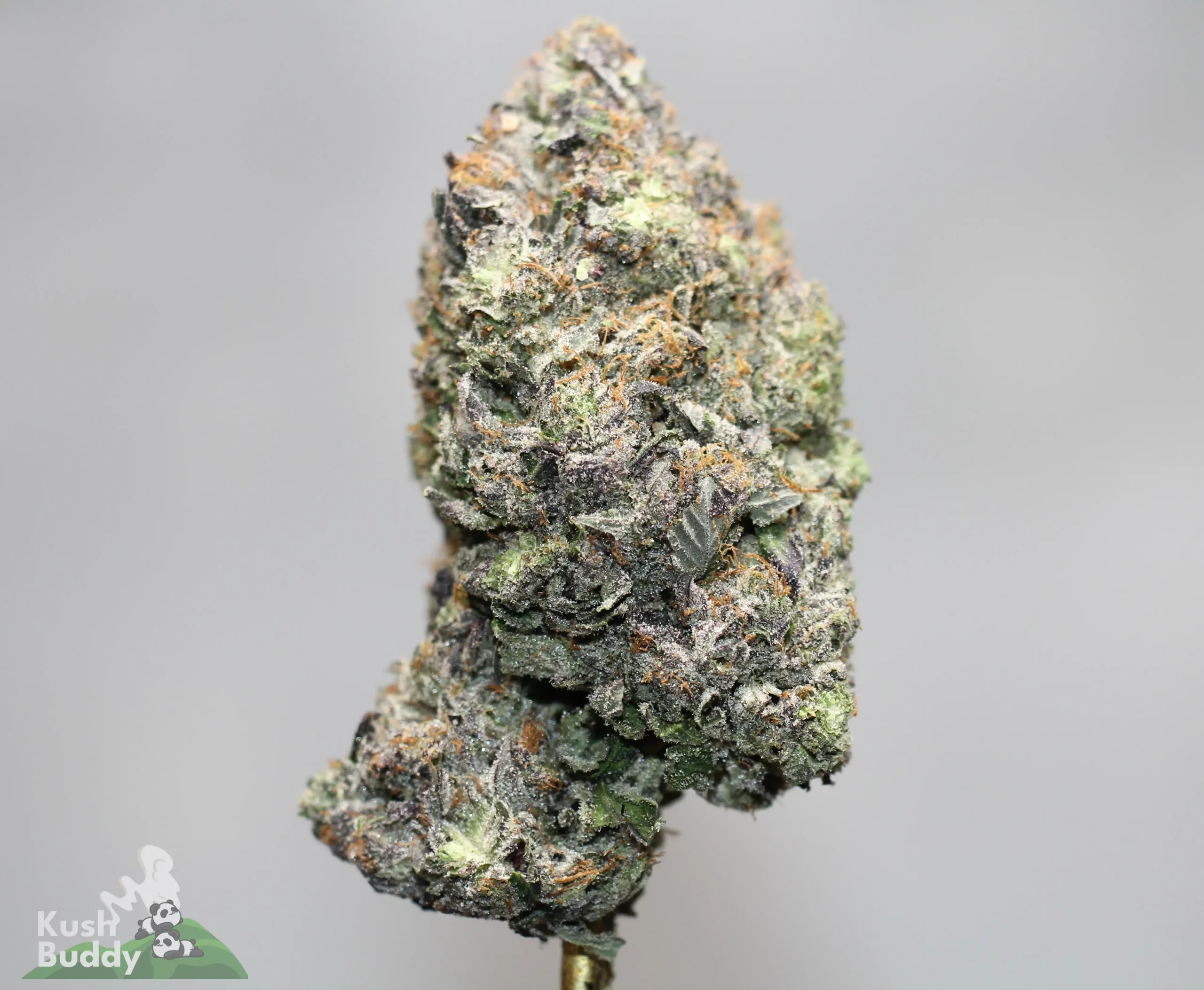 Close-up of a frosty cannabis bud with orange pistils against a gray background. Watermark reads 'Kush Buddy' in the corner.