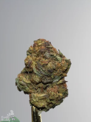 Banana Haze single green bud with orange pistils and visible trichomes, view 1
