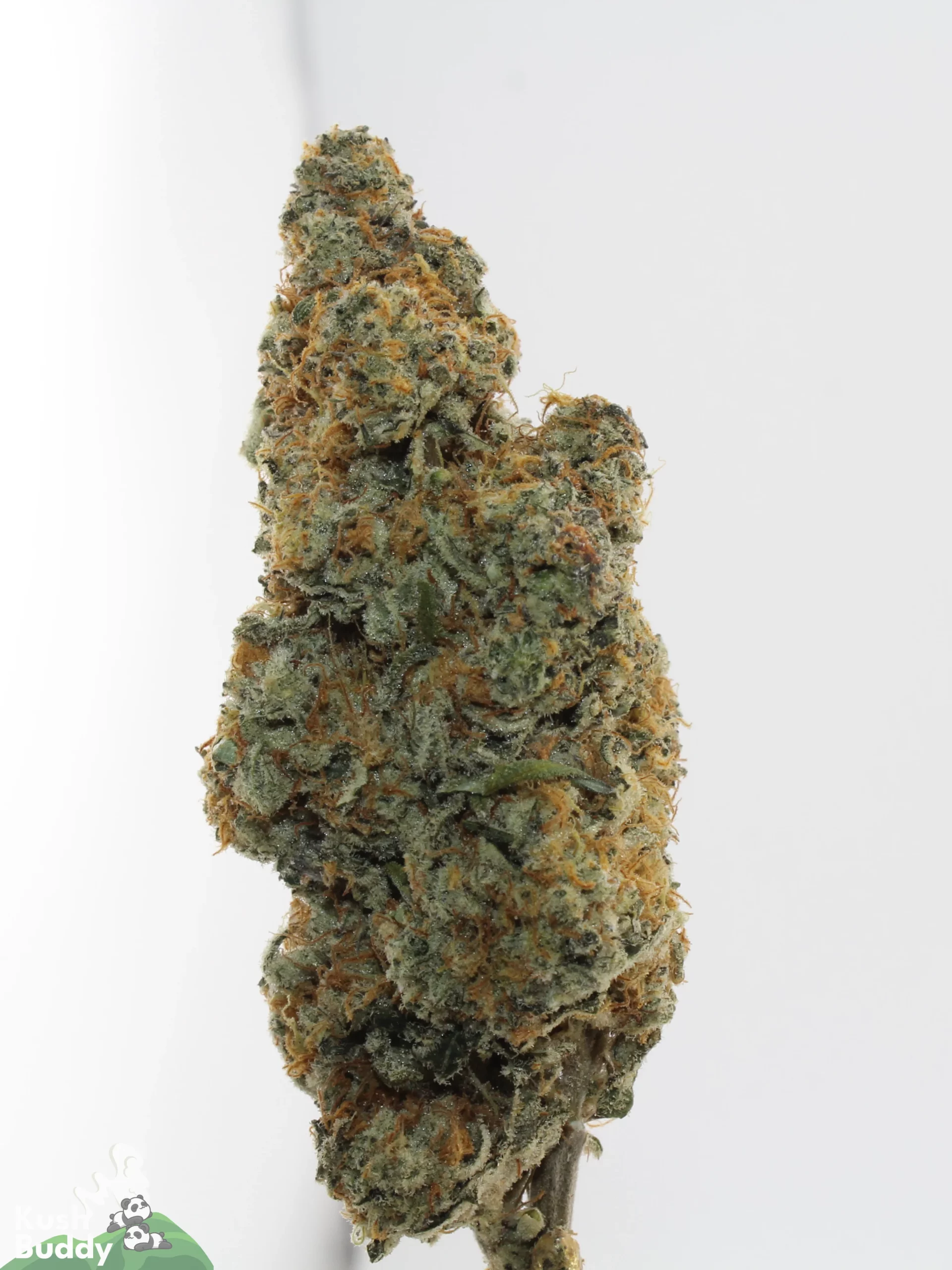 Banana Punch Oct 2026 1