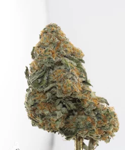 Banana Punch Oct 2026 2
