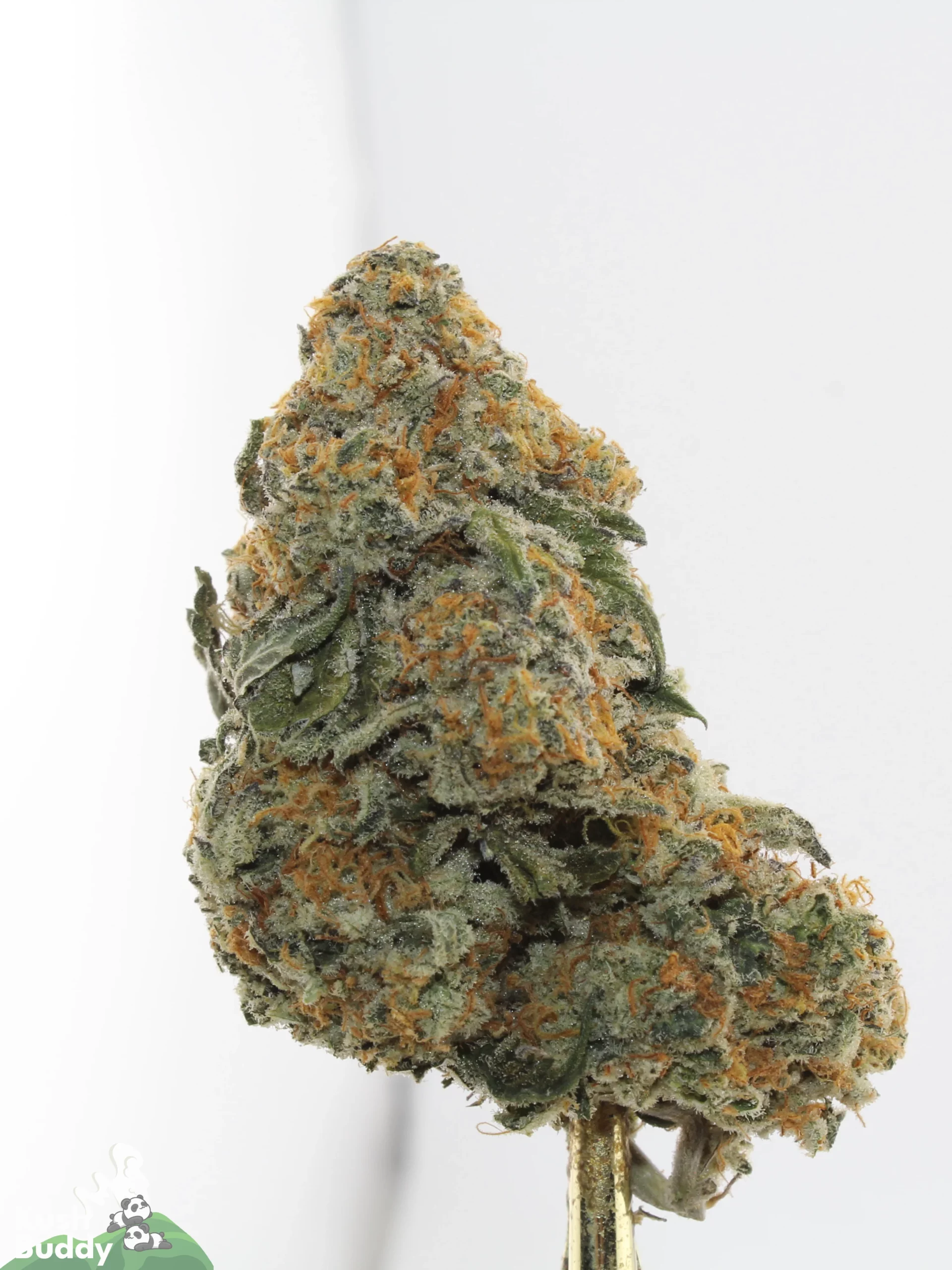 Banana Punch Oct 2026 2