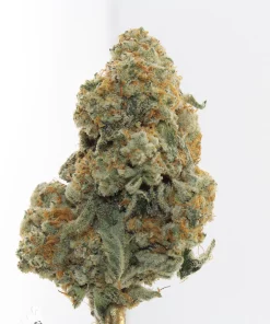 Banana Punch Oct 2026 3