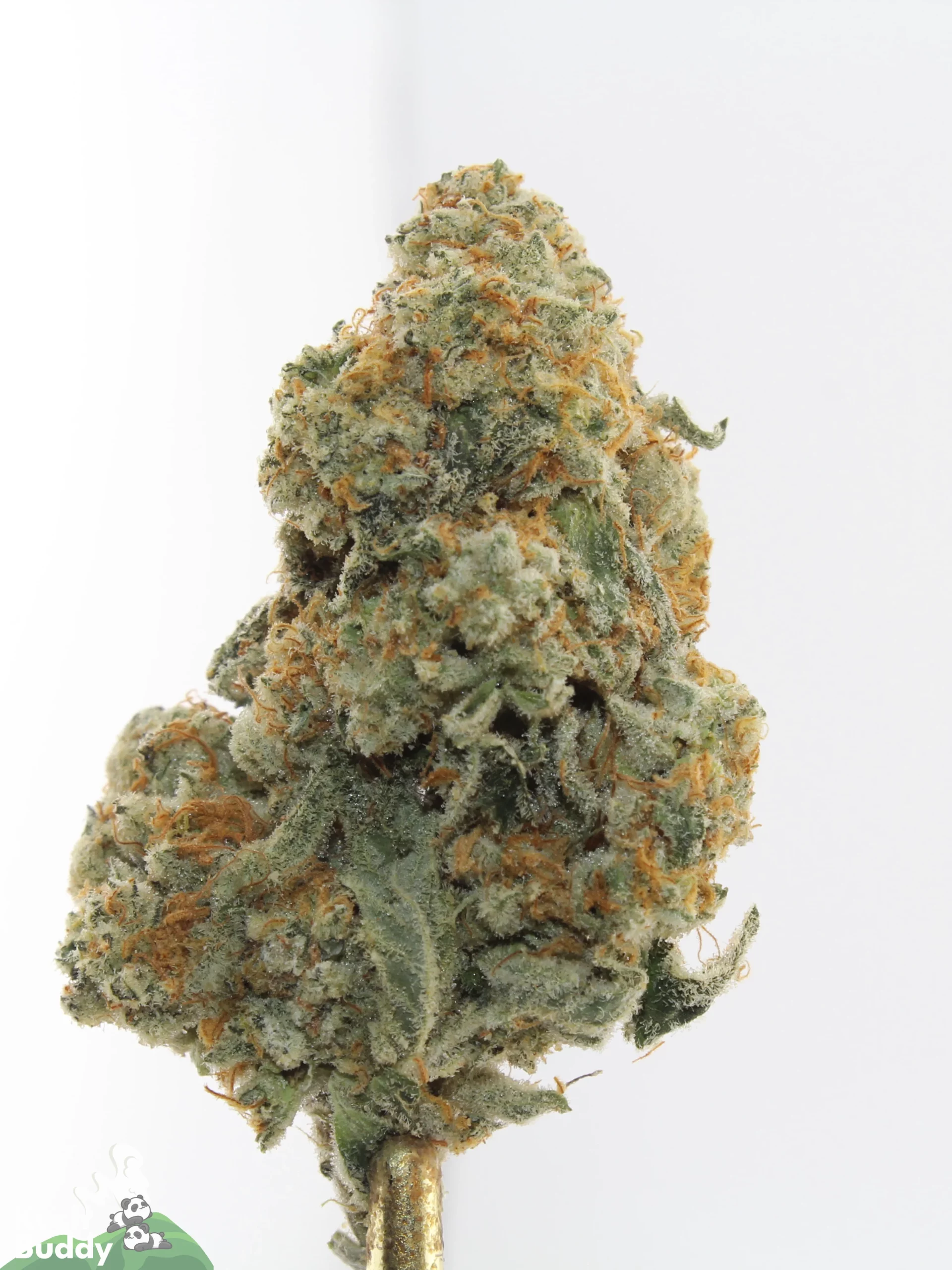 Banana Punch Oct 2026 3