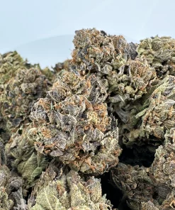 Comatose OG Oct 2026 1