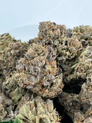 Comatose OG Oct 2026 1