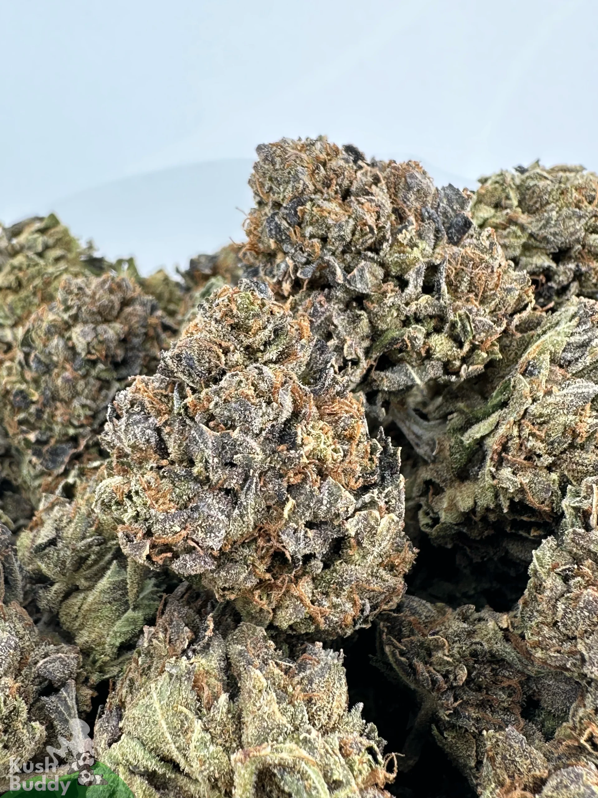 Comatose OG Oct 2026 1