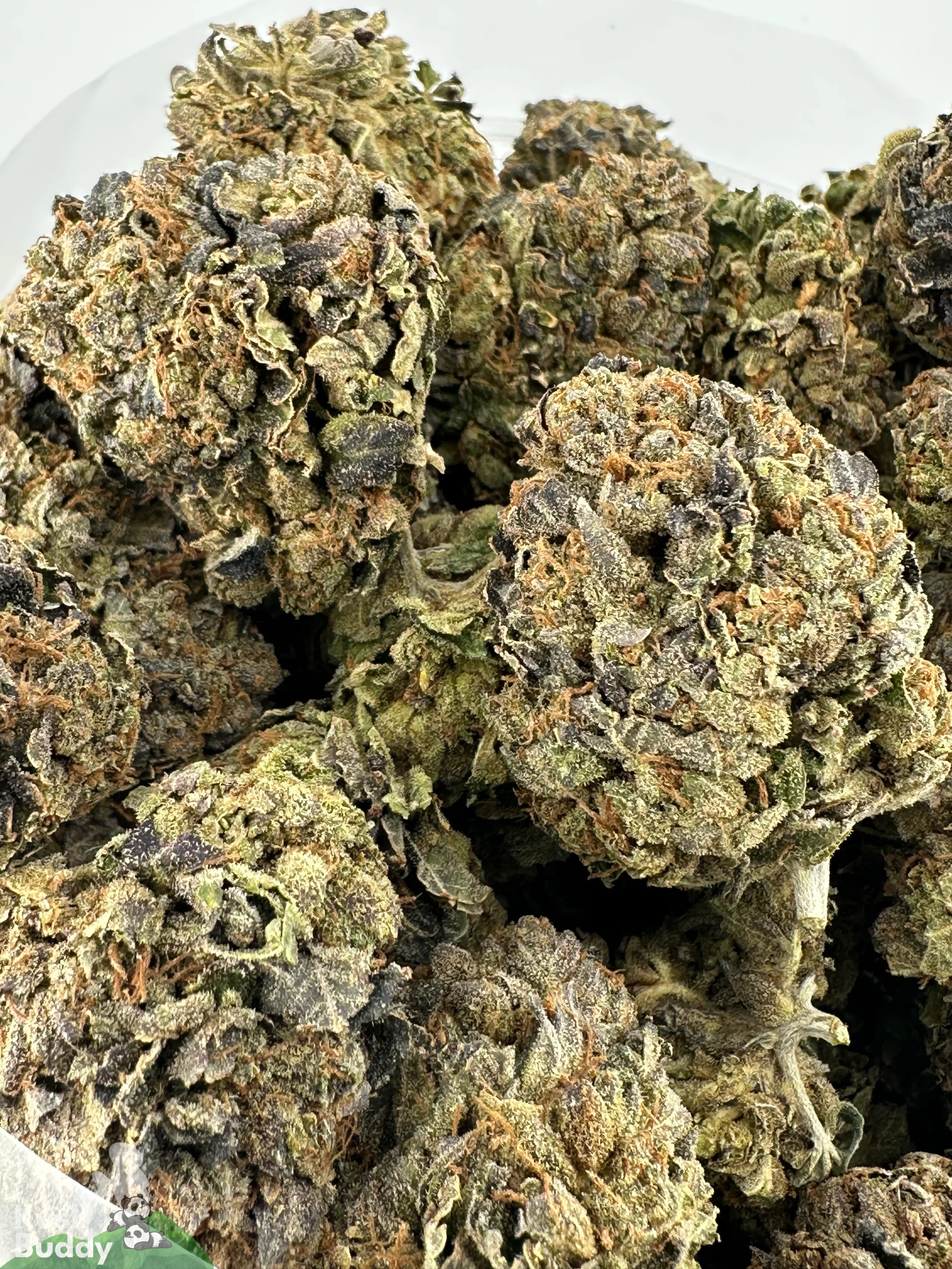 Comatose OG Oct 2026 2