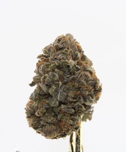 Comatose OG Oct 2026 3