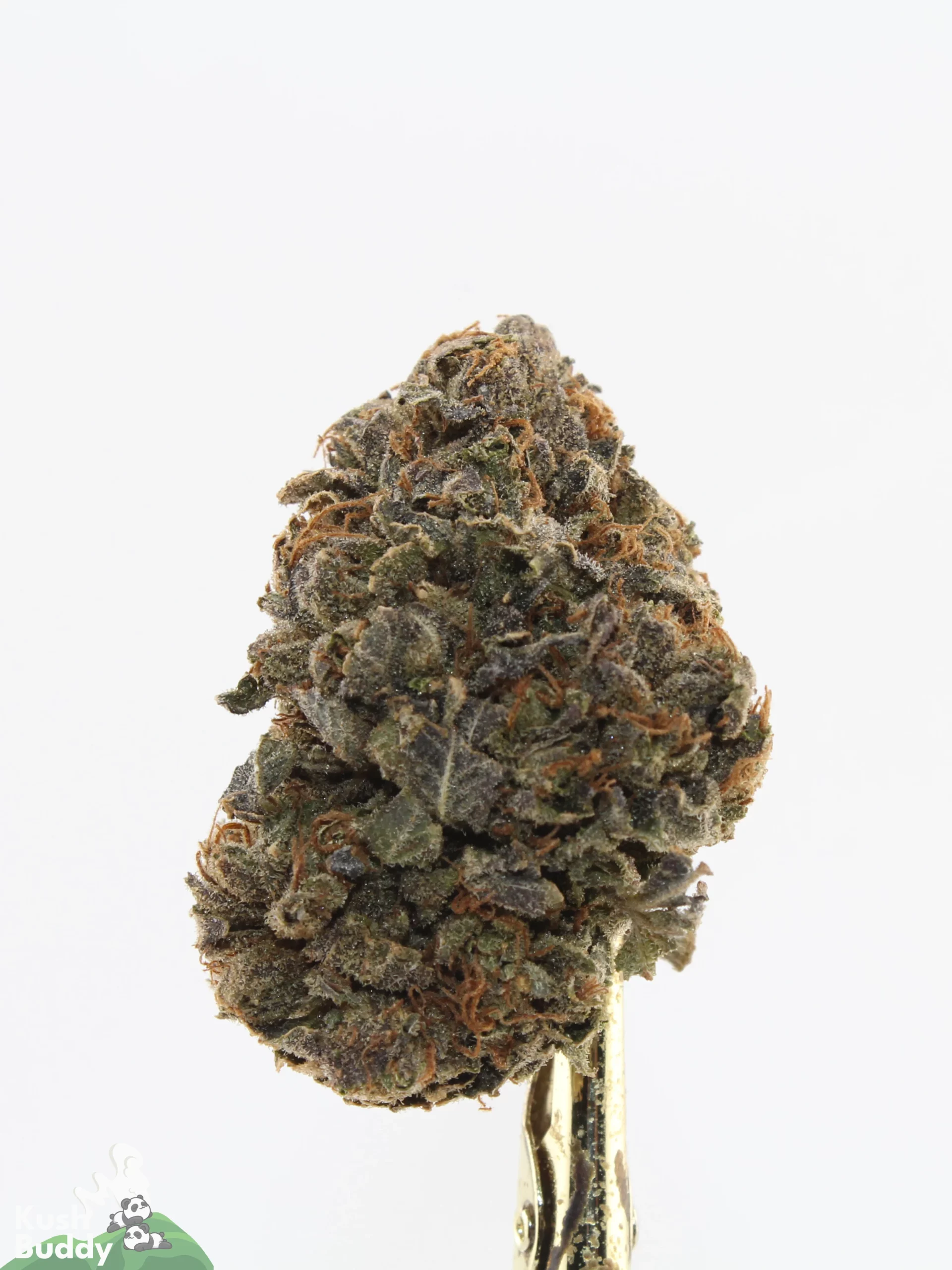 Comatose OG Oct 2026 3