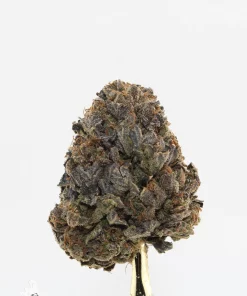 Comatose OG Oct 2026 4