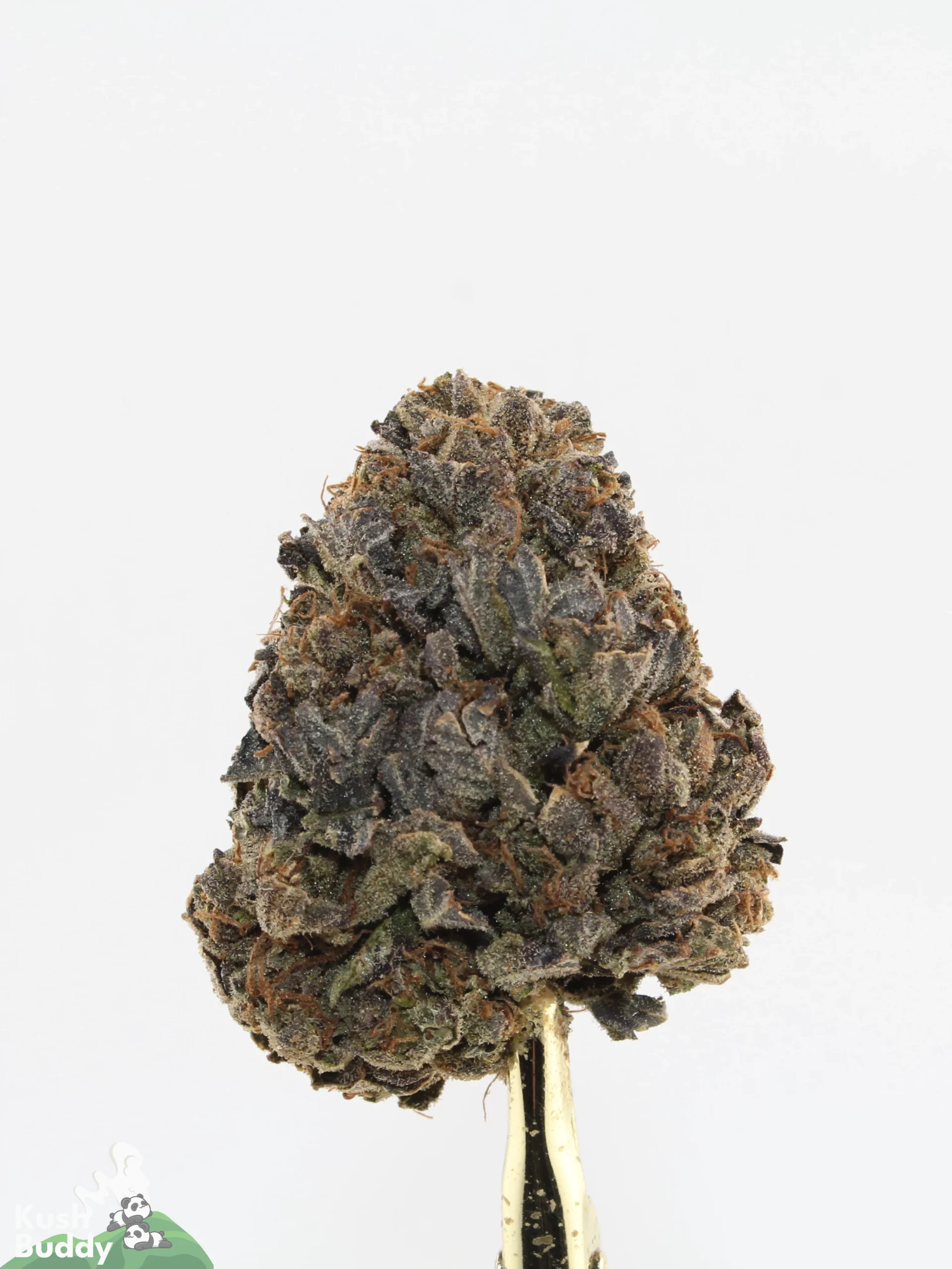 Comatose OG Oct 2026 4