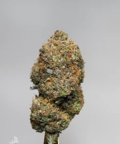 (AAAA) Death Bubba