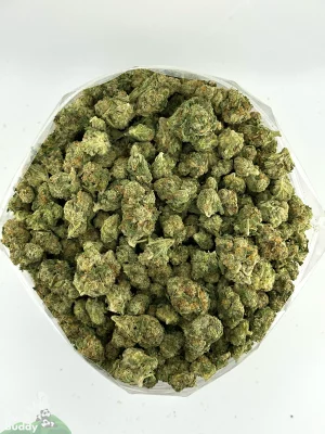 (AAA+ - Bulk) Ed's Not Here XO
