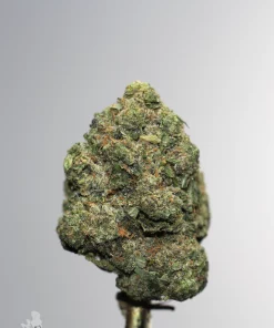 Gastro Pop Ultra bulk flower product photo