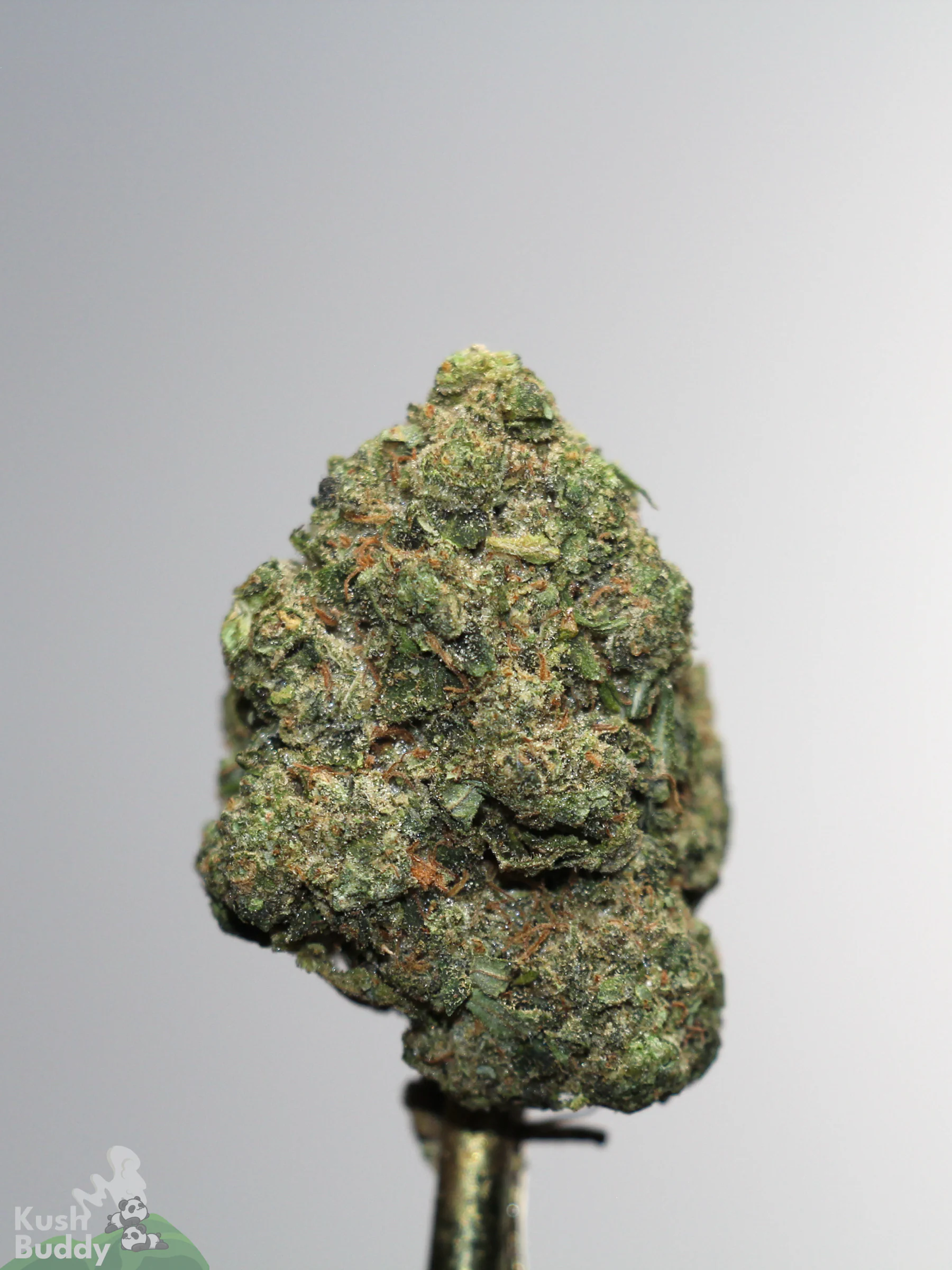 Gastro Pop Ultra bulk flower product photo