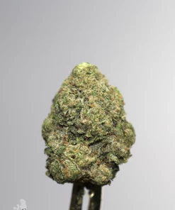 Bulk Gastro Pop Ultra AAAA- flower product photo