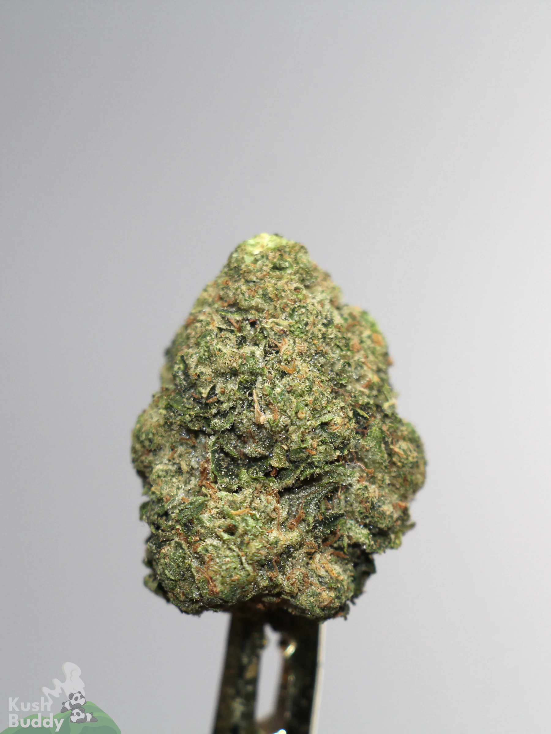 Bulk Gastro Pop Ultra AAAA- flower product photo