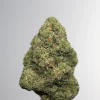 Gastro Pop Ultra flower bud close-up with green tones and orange pistils