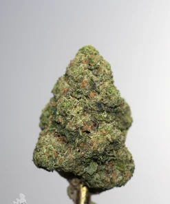 Gastro Pop Ultra flower bud close-up with green tones and orange pistils