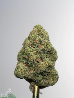 Gastro Pop Ultra flower bud close-up with green tones and orange pistils