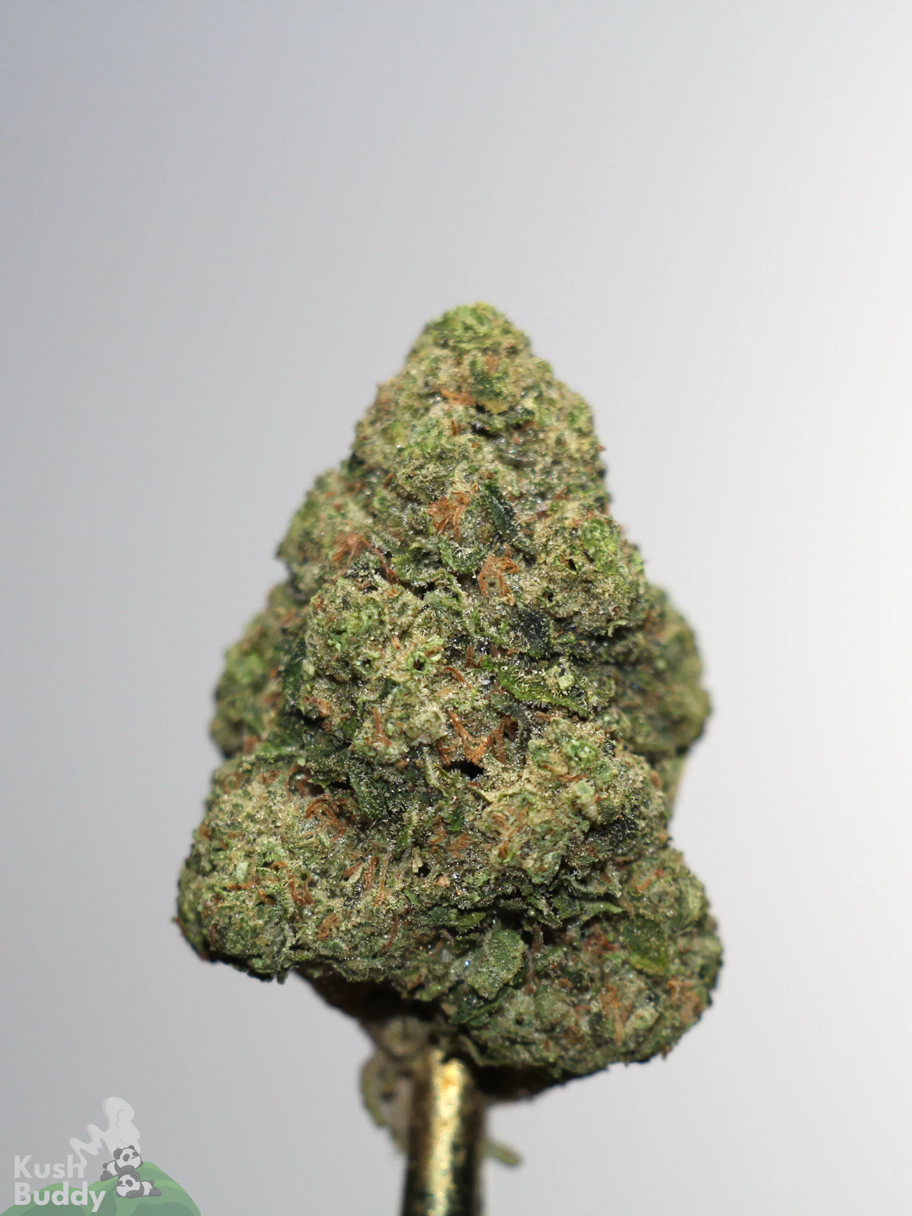 Gastro Pop Ultra flower bud close-up with green tones and orange pistils