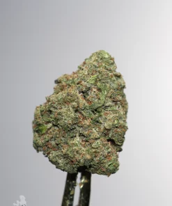Gastro Pop Ultra dense cannabis flower with visible trichomes