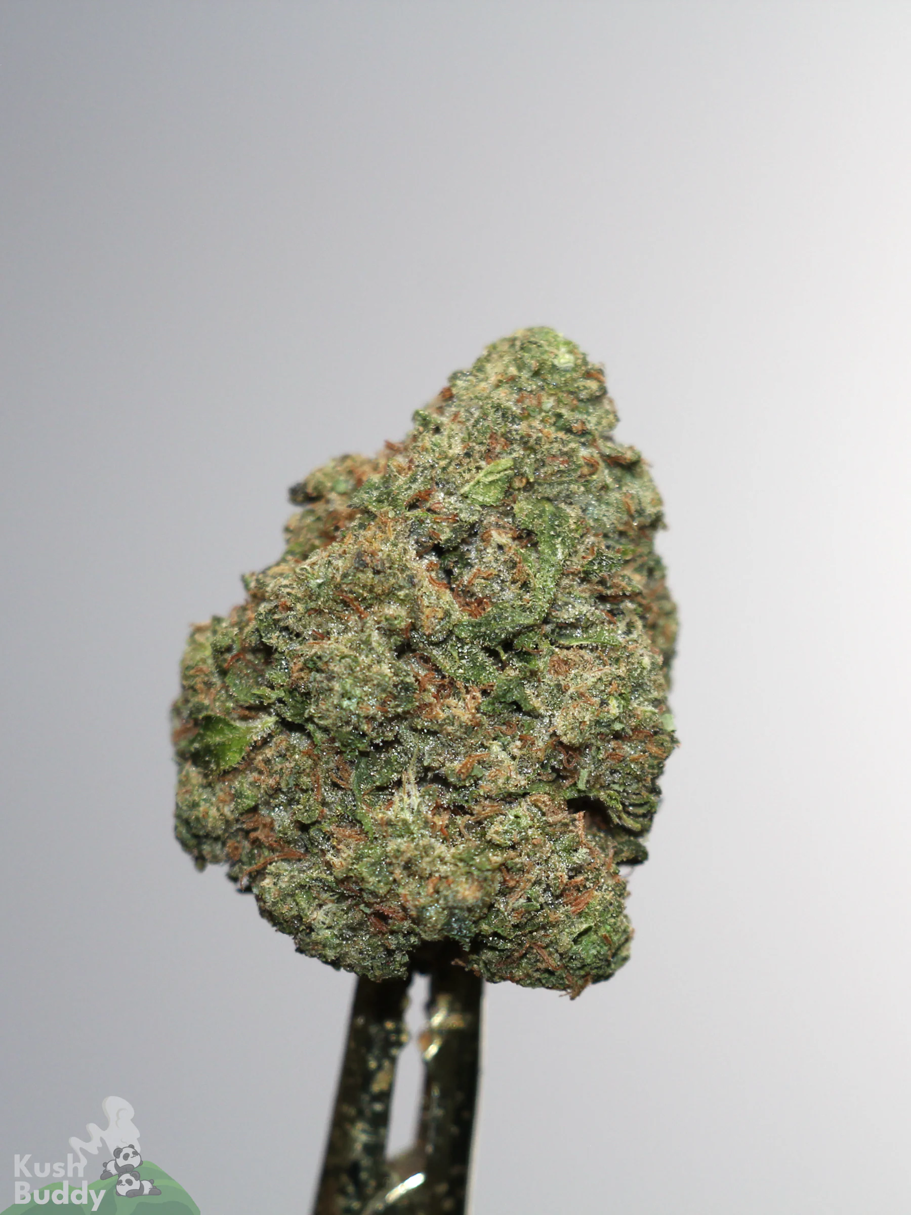 Gastro Pop Ultra dense cannabis flower with visible trichomes