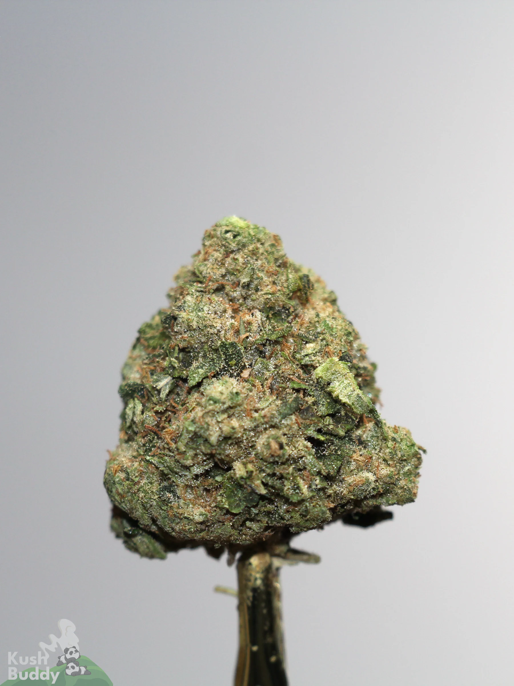 Gastro Pop Ultra AAAA- cannabis flower product photo