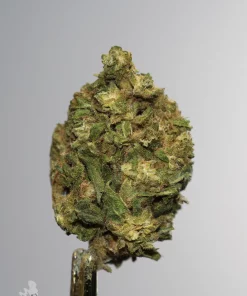 (AAA-) Ghost Train Haze
