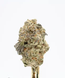 Granddaddy Purple bud showing its natural colouring, orange pistils and visible trichomes