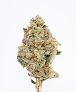 Granddaddy Purple bud showing its natural colouring, orange pistils and visible trichomes