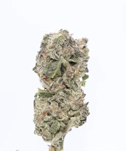 Granddaddy Purple bud showing its natural colouring, orange pistils and visible trichomes
