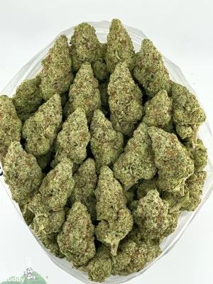 Grape Milkshake flower shown as a group of buds in a bowl
