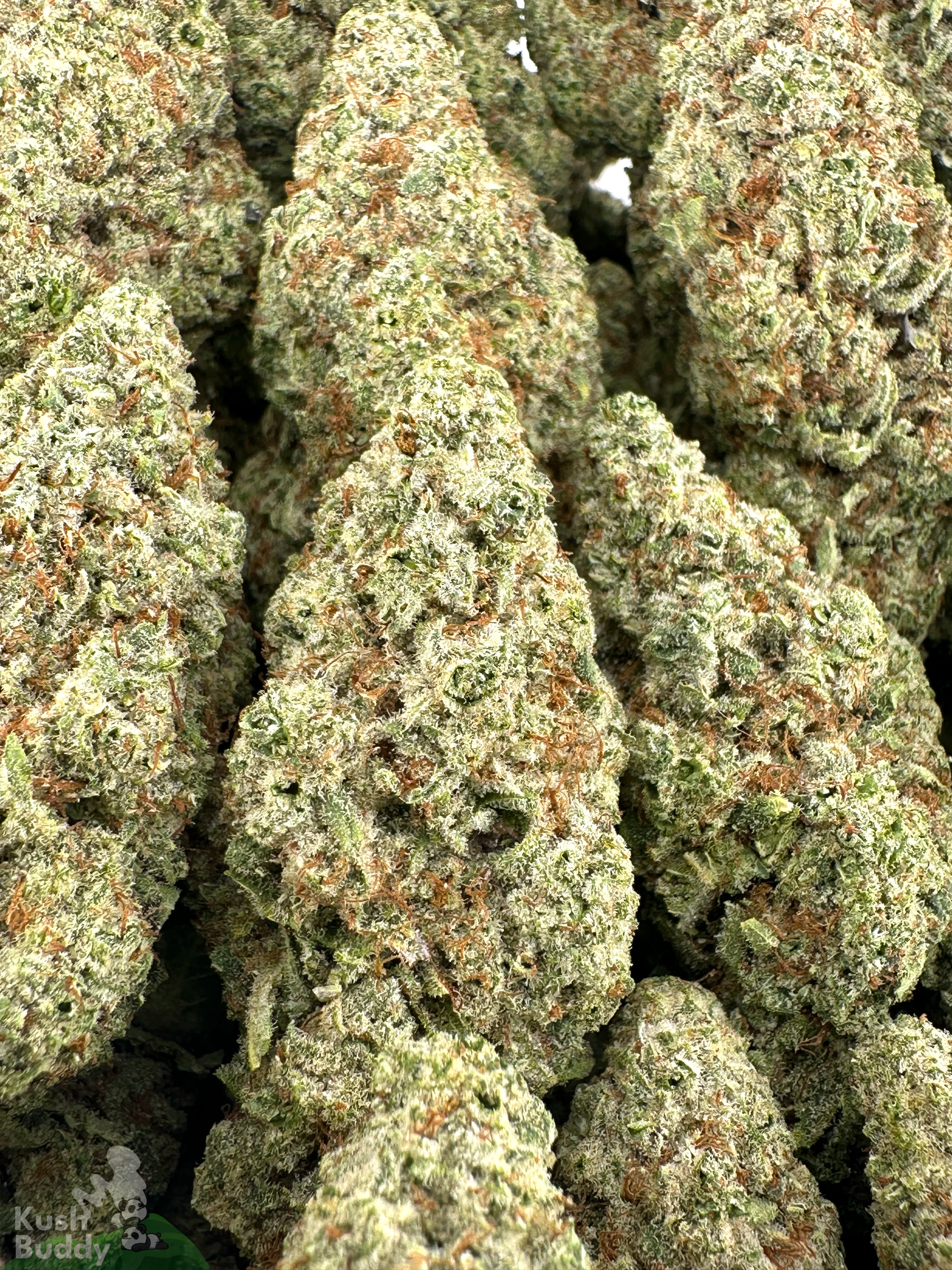 Grape Milkshake flower shown as a group of buds in a close-up view