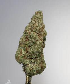 Grape Milkshake single green bud with orange pistils and visible trichomes, view 1