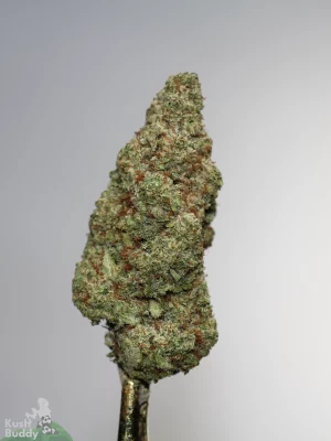Grape Milkshake single green bud with orange pistils and visible trichomes, view 1