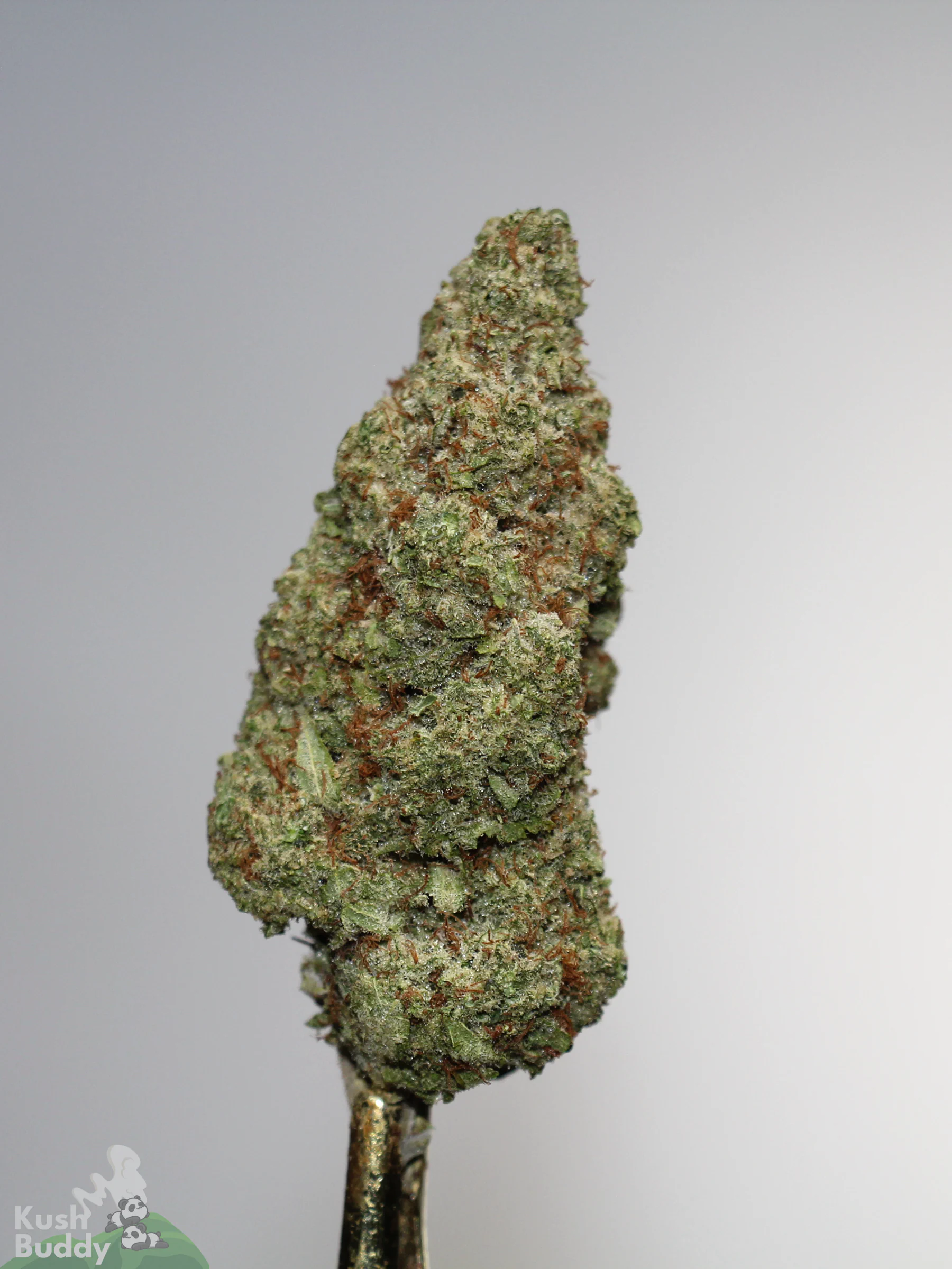 Grape Milkshake single green bud with orange pistils and visible trichomes, view 1