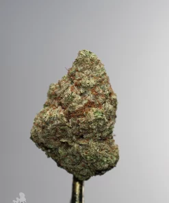 Grape Milkshake single green bud with orange pistils and visible trichomes, view 3