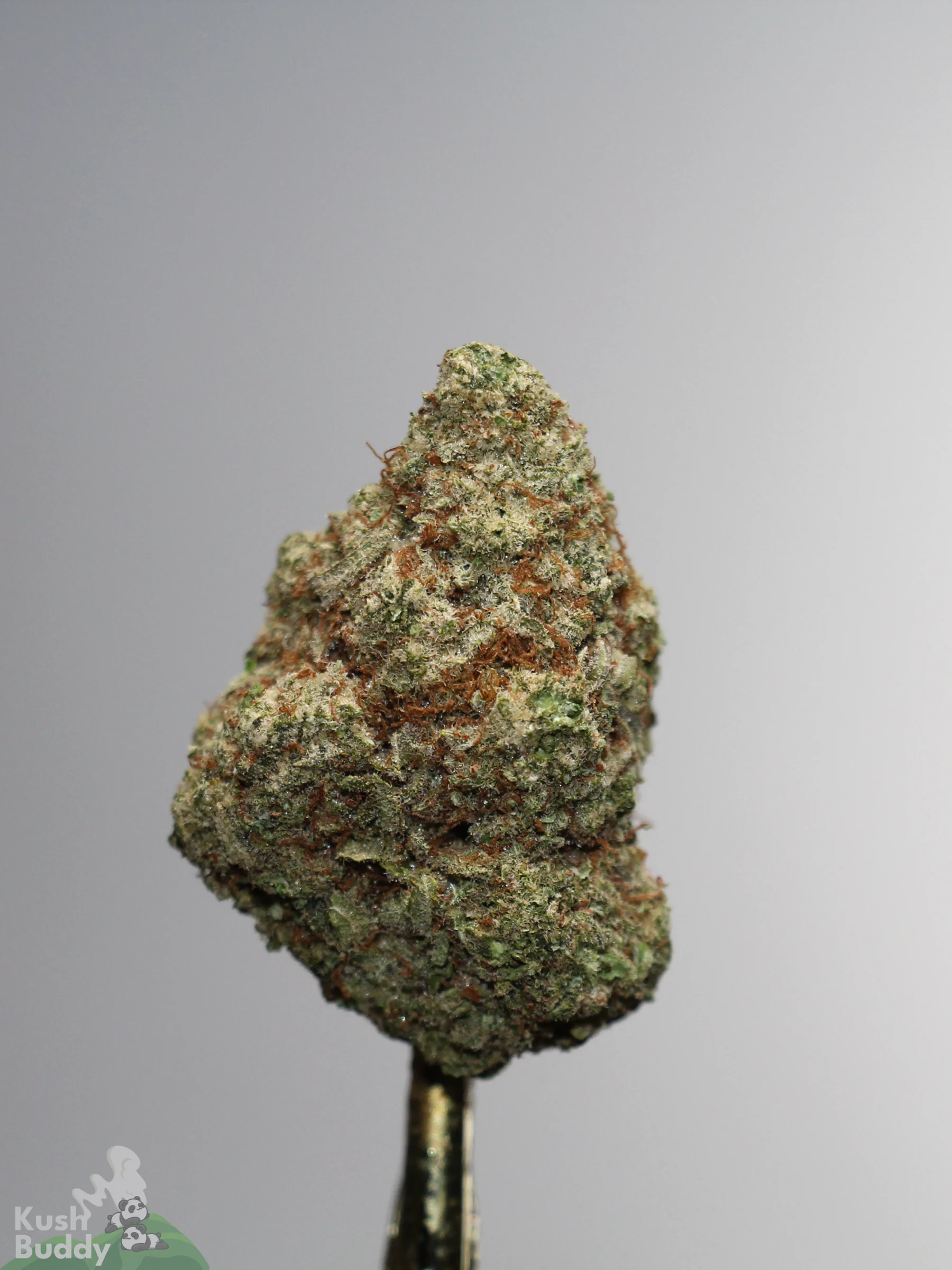Grape Milkshake single green bud with orange pistils and visible trichomes, view 3
