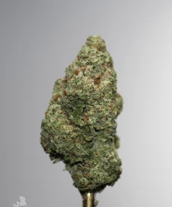 Grape Milkshake single green bud with orange pistils and visible trichomes, view 4