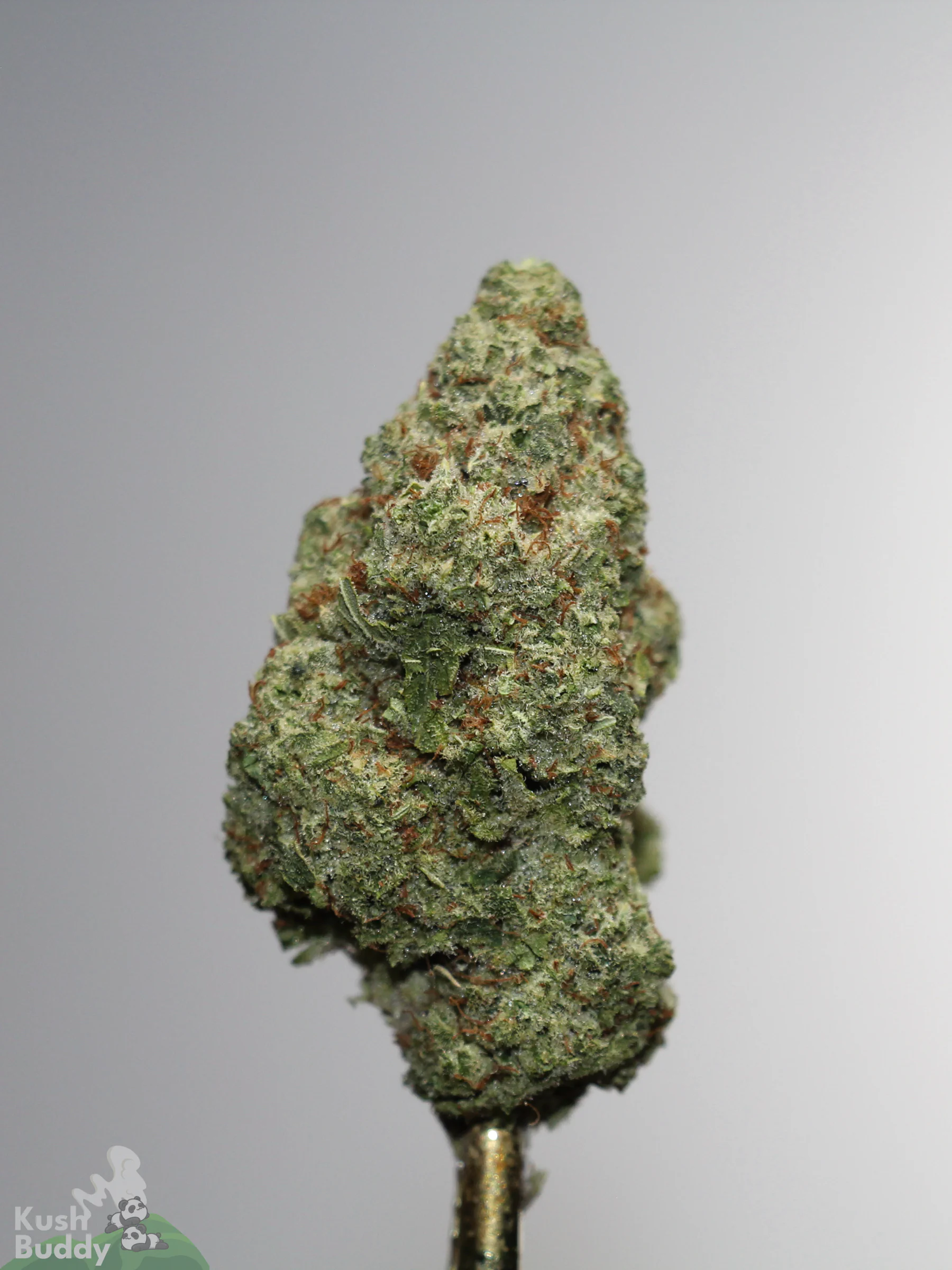 Grape Milkshake single green bud with orange pistils and visible trichomes, view 4